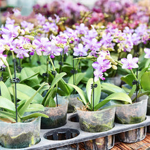 Laden Sie das Bild in den Galerie-Viewer, Befestigungsclip für Pflanzenblumen an Stützstangen