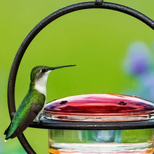 Laden Sie das Bild in den Galerie-Viewer, Einfacher Kolibri-Wasserspender aus Metall